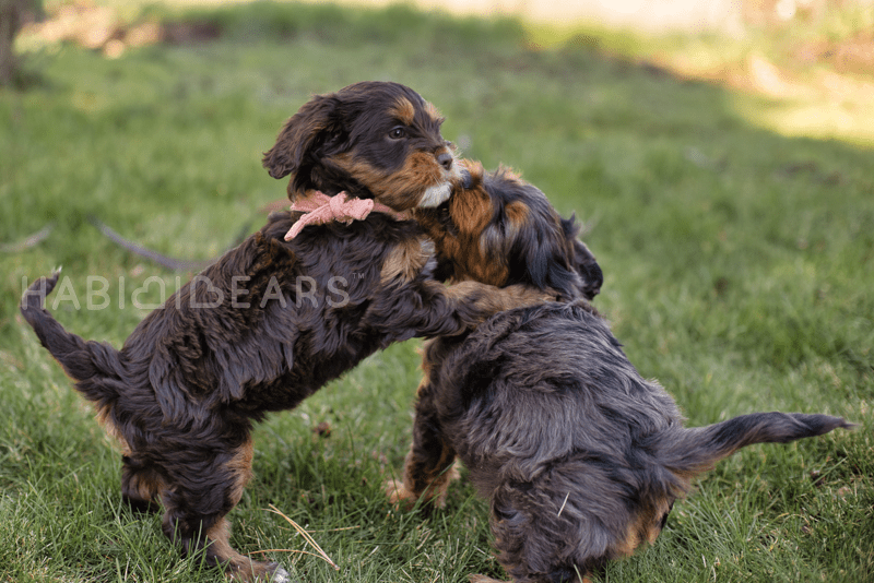 why do dogs roll in smelly things rolly polly dogs- why do they roll in smelly things