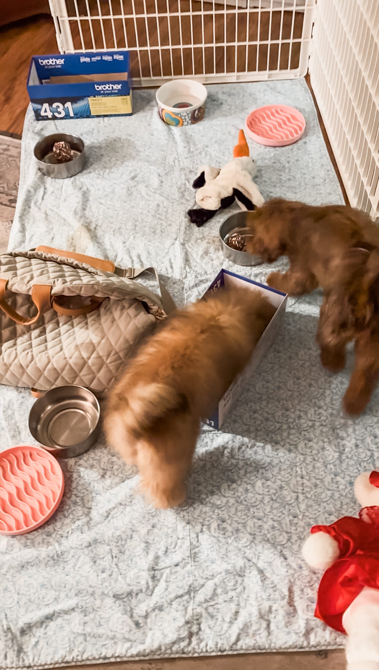 scatter feeding scatterfeeding