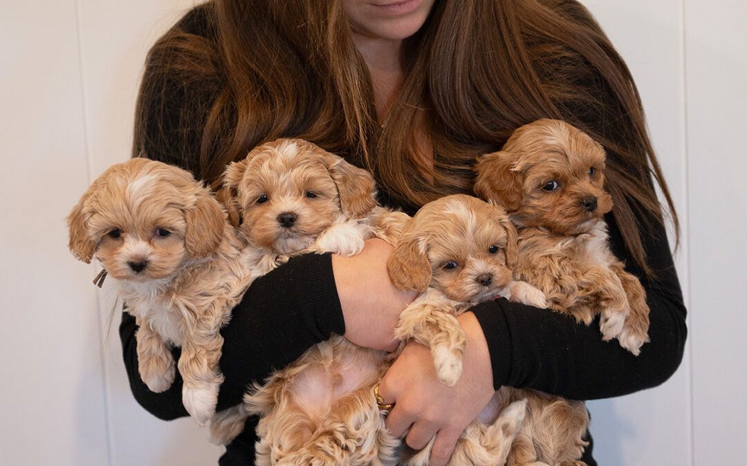 Attunement with Dogs: Building Connection Through the Familiar Bond