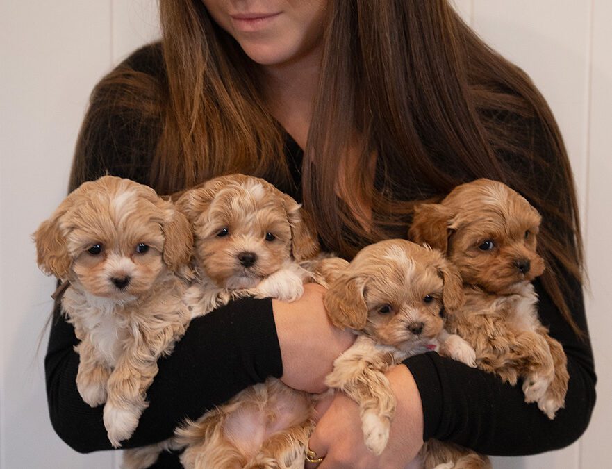 The Familiar Bond: A Sacred Partnership Between Dogs and Humans
