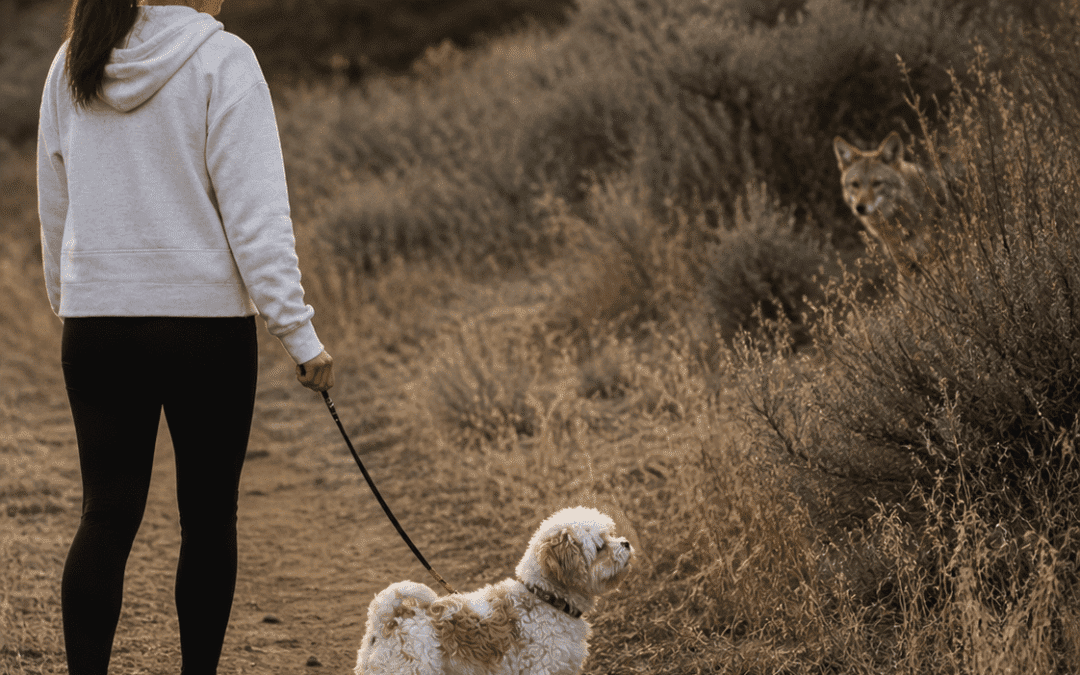 Coyote Pupping Season: How to Keep Your Dog Safe and Coexist with Confidence