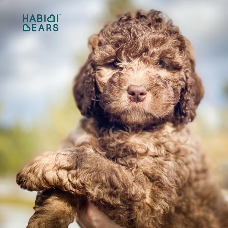 Brown Habibi bear who is training to become a service dog