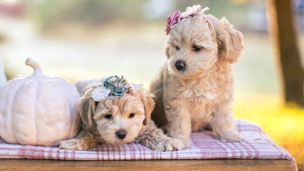 Two puppies on a blanket next to a light pink pumpkin