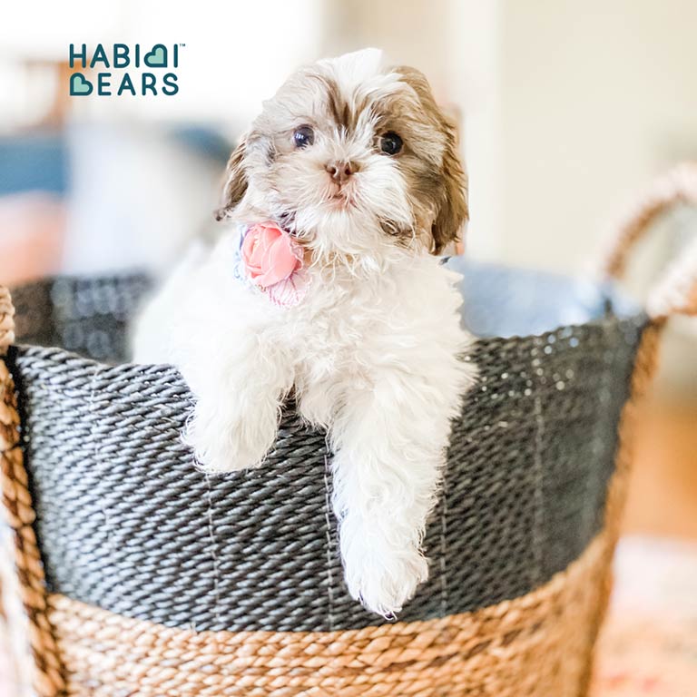 Puppy inside of a basket with his paws and head out