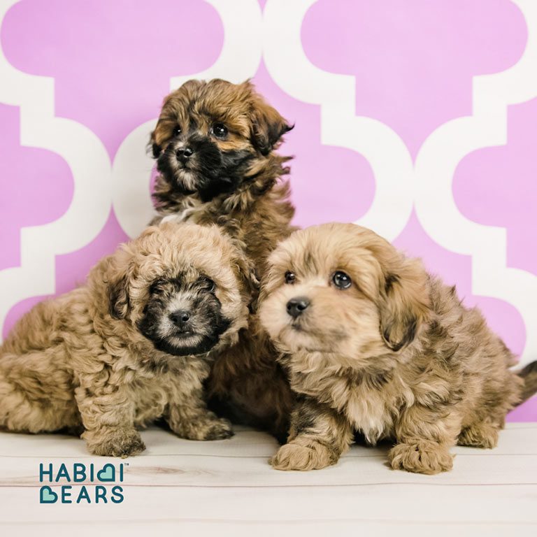 Three Habibi Bears posing in front of a pink and white background