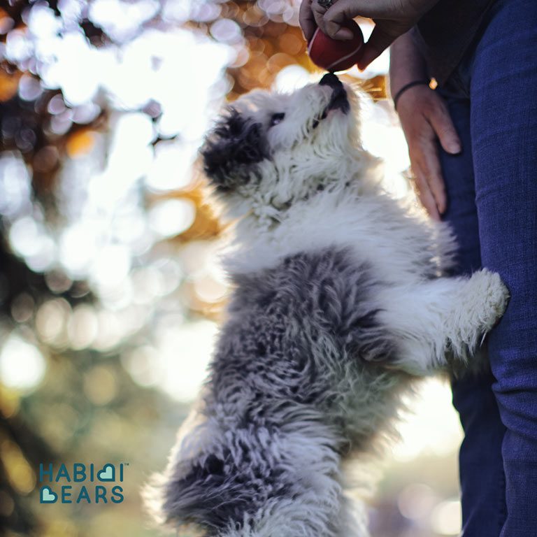 Service dog playing with his owner