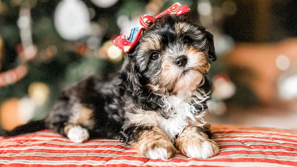 Puppy for sale, trained to become a service dog