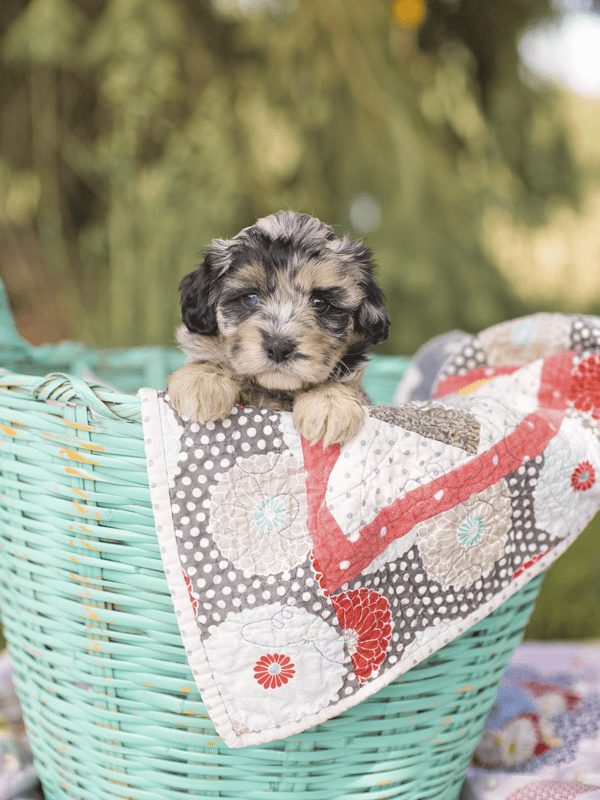 Blue Merle Habibi PUppy