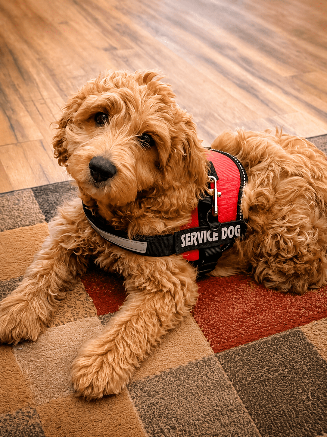 Habibi Bear Service Dog | Born Familiar™ Apricot Habibi Bear service dog wearing red vest lying down and looking up while working in public