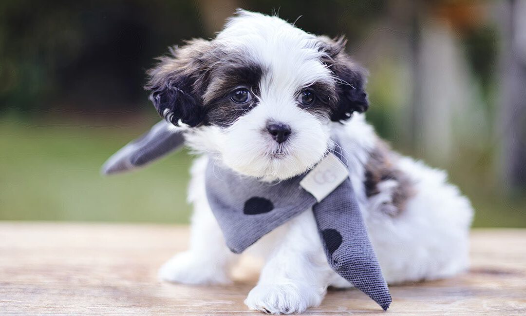 Are Autism Service Dogs Allowed in Schools? Laws, Rights, and What to Know