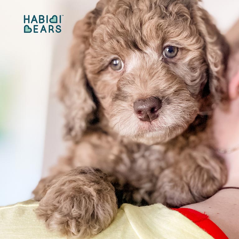Brown Puppy for sale being held in someone's arms