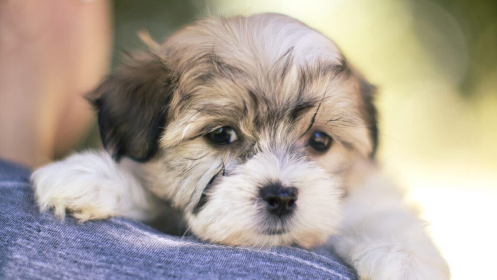 Puppy being hugged, with his face and paws over owner's shoulder