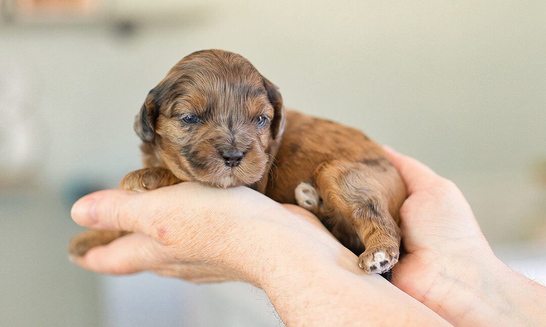 Puppy from Habibi Bears being trained to become an autism service dog