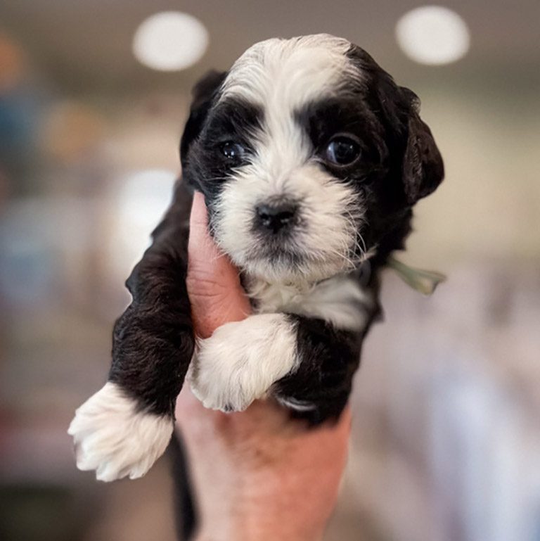 Black and white puppy from Habibi Bears being held by the trainer