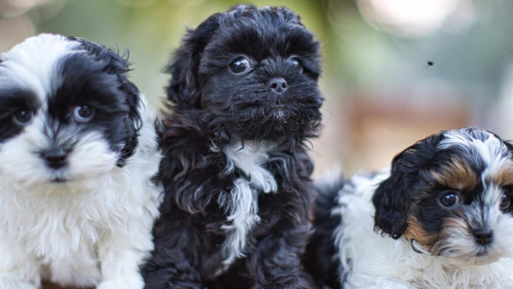 Three Habibi dogs, trained from birth for service dog and support roles