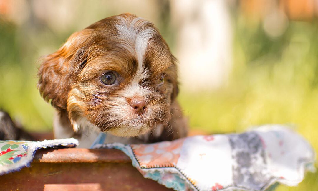 Can You Train Your Own Service Dog for Autism? Pros, Cons and Steps