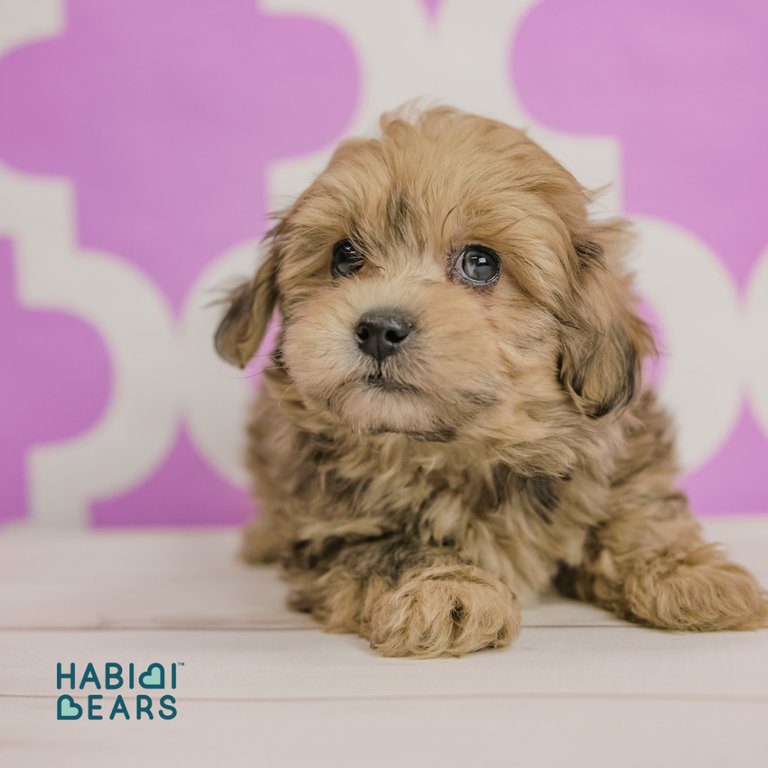 Puppy lying down in front of a pink and white wall