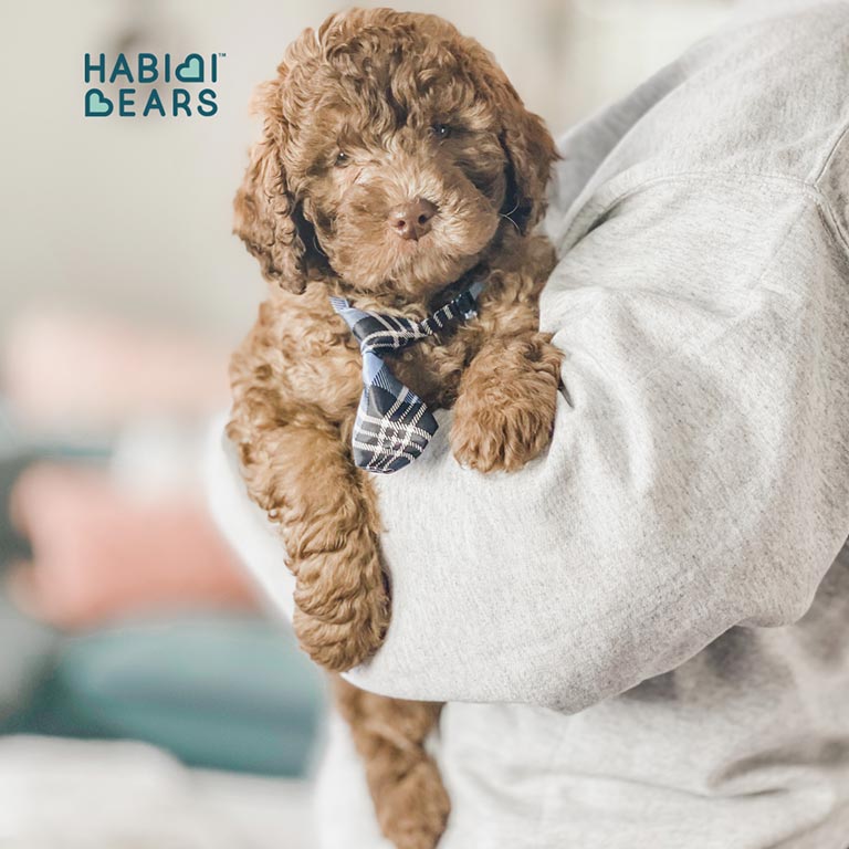 Habibi Bear service dog puppy being held in the arms of handler