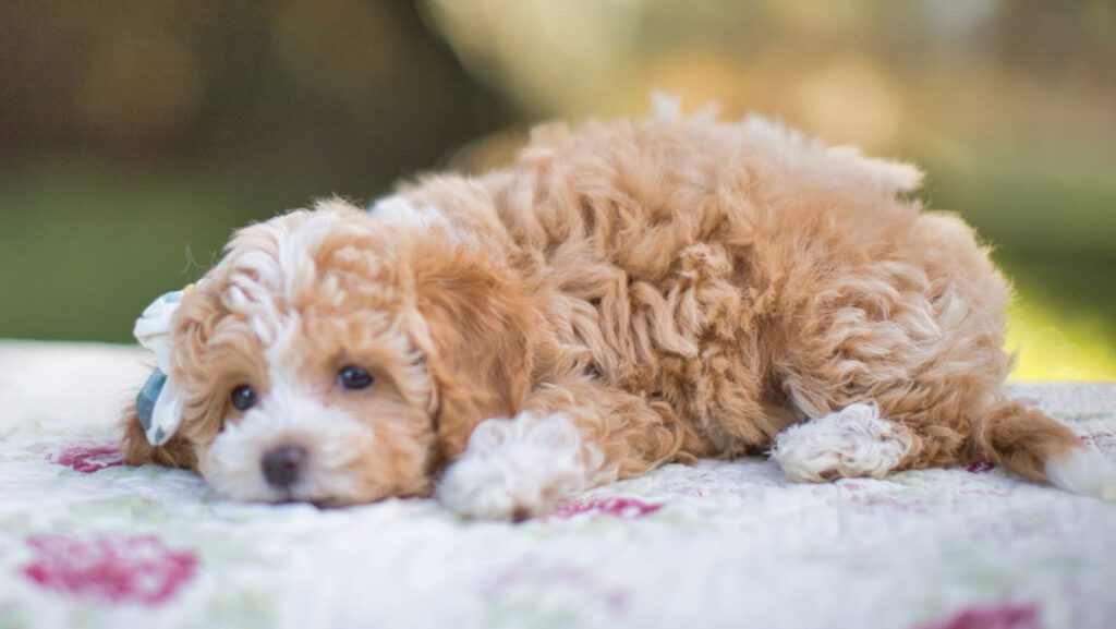 Service dog lying down on a dog bed, resting