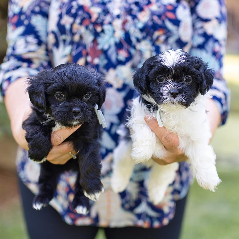 Two small dogs who qualify to be service dogs, held in each hand by a woman