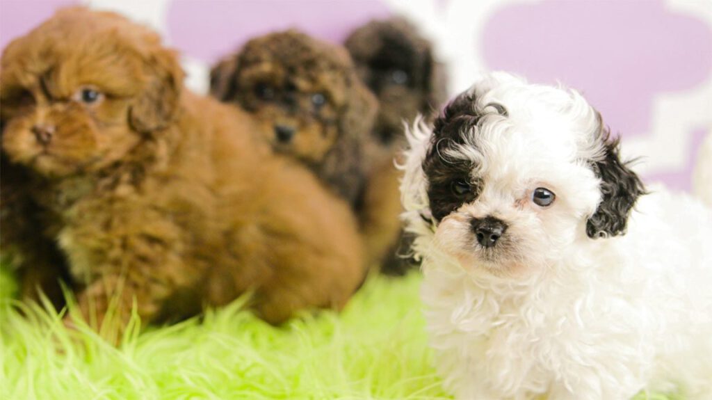 Habibi Bear puppies in the midlle of socialization with their littermates