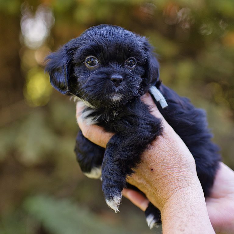 Black puppy being held by a potential owner who asked the question "What do service dogs do for Down Syndrome?"