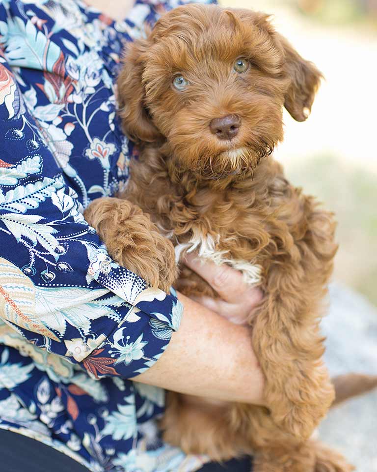 Service dog in his owner's arms