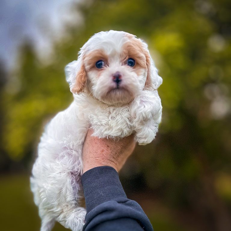 Brown and white puppy for sale at Habibi Bears