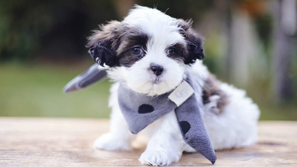 Black and white puppy wearing a bandana
