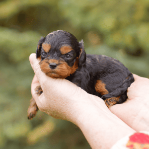 sophie cavapoo puppies for sale from Habibi Bears