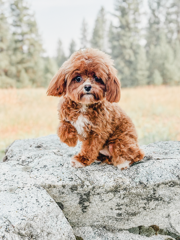 Betty | Red Habibi Companion on a Rock Betty, a red Habibi companion with a white chest, sitting on a rock with one front paw raised.