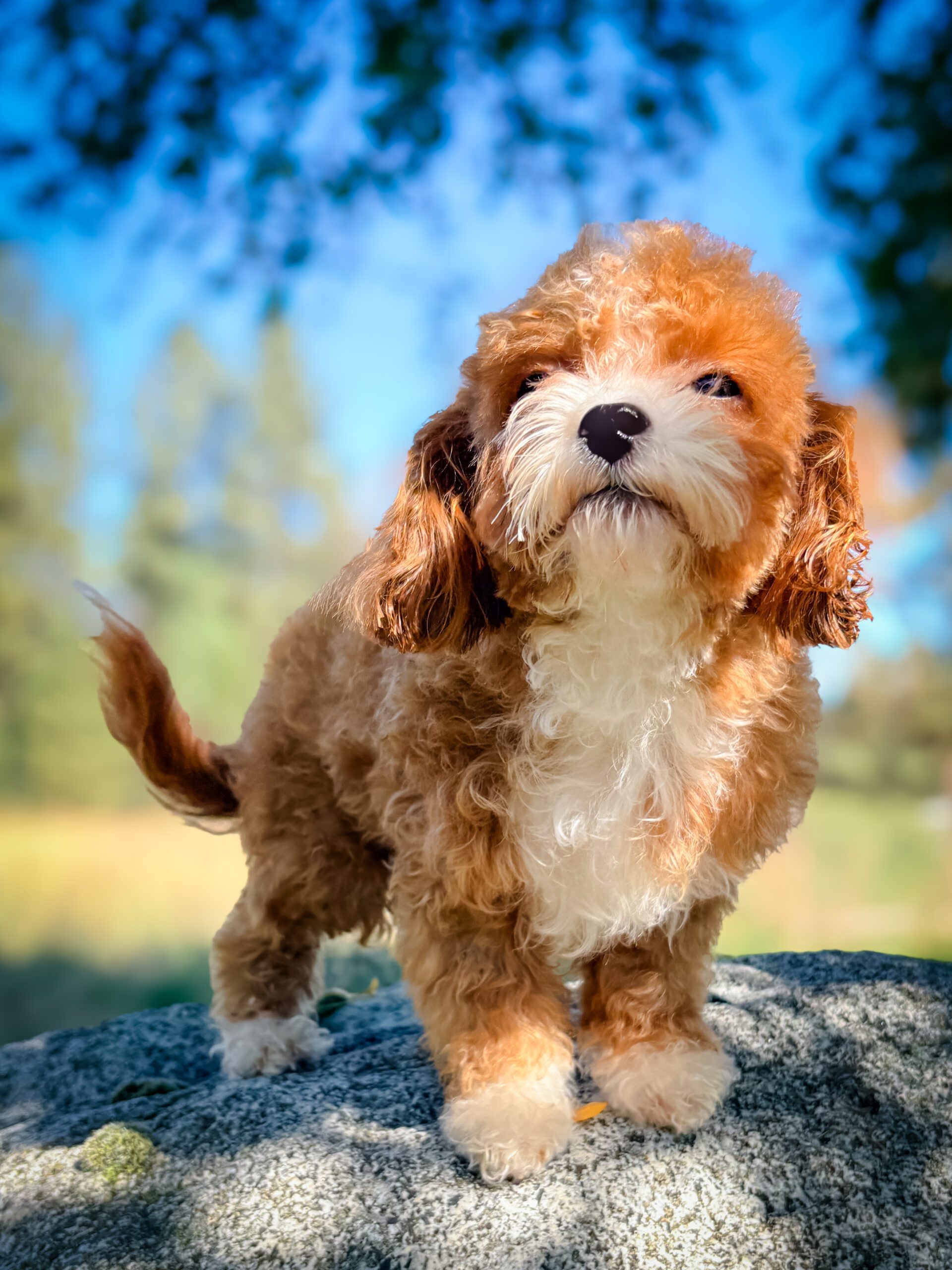 Goldie Sapphire - Blue Merle Habibi Bear