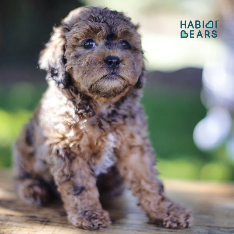 Habibi Bear, a puppy who is raised to become a service dog
