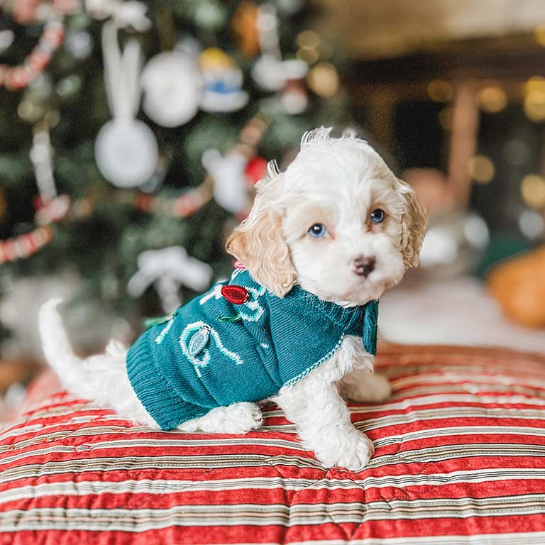 Puppy at Habibi Bears wearing a blue jacket