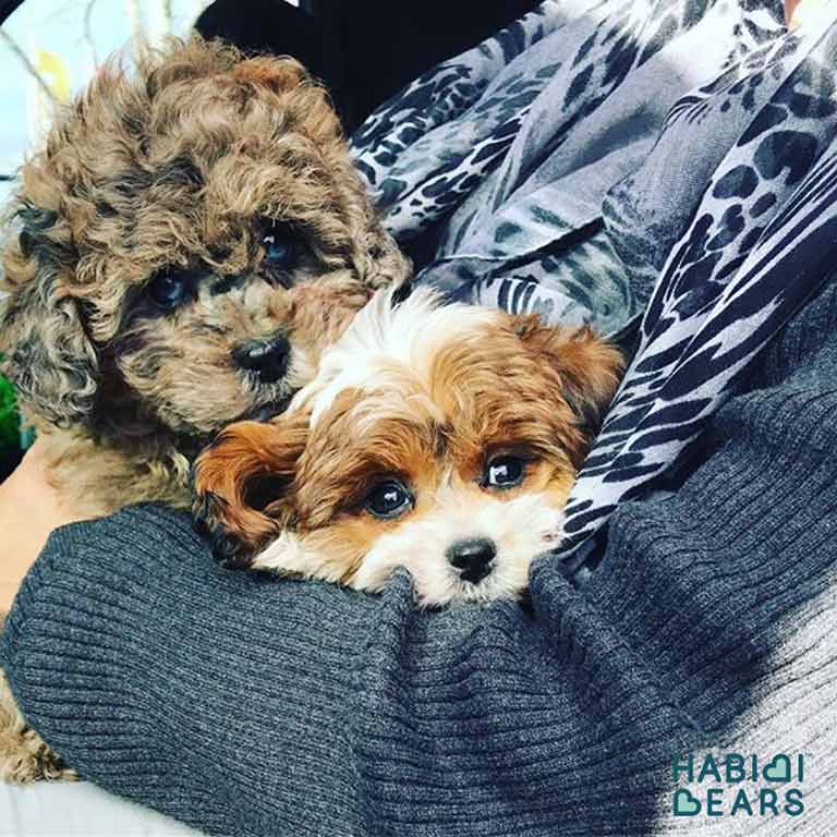 Women hugging two Habibi Bears and asking about the service dog for Down syndrome cost