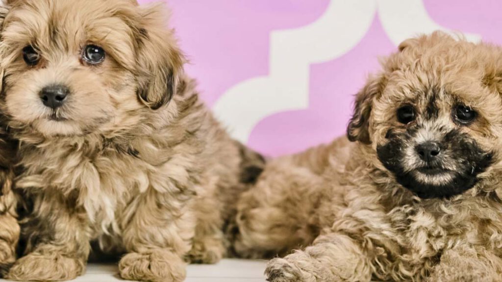 Two fluffy puppies lying down in front of a pink wall