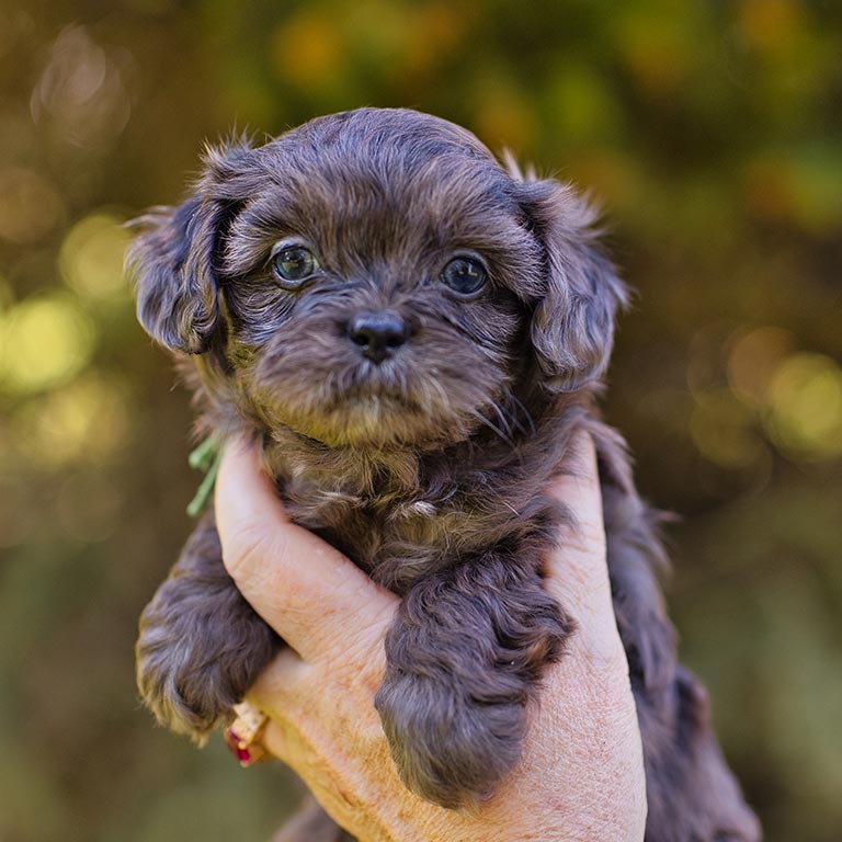 Habibi Bear puppy with a brown coat