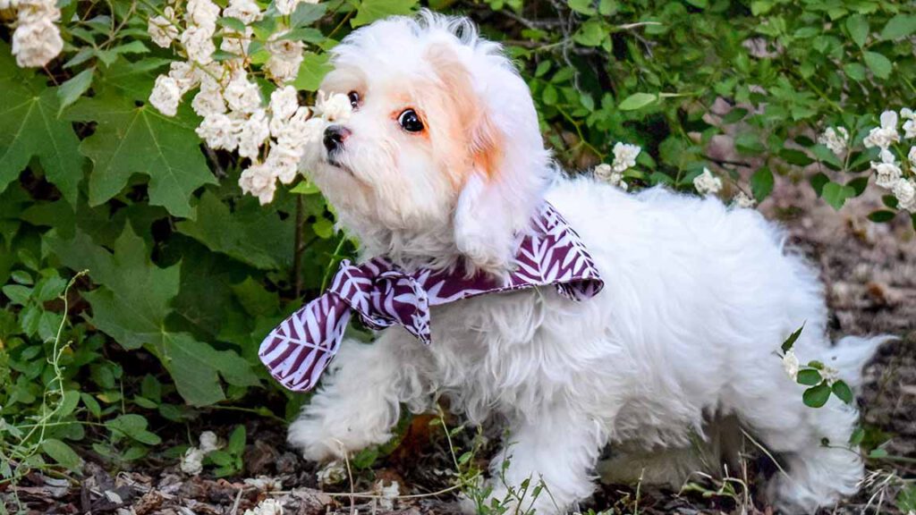 White puppy smelling the flowers