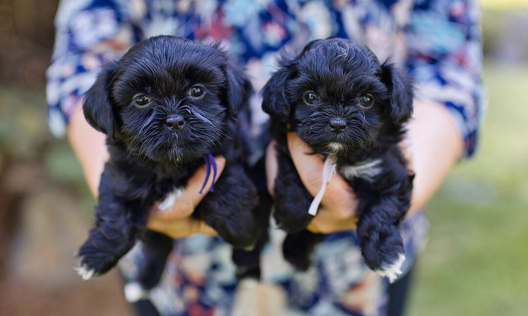 Two black service dogs for down syndrome are being held next to each other