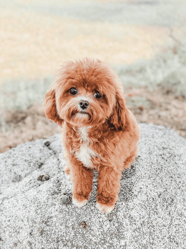 The Familiar Bond | Habibi Bears | Emotionally Attuned Companion Dogs