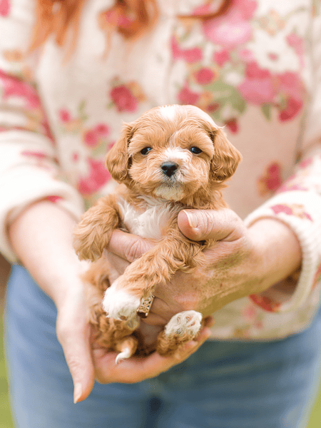 kanga-4 Looking for Cavapoochon or Cavachon puppies for sale? Meet the Habibi, an artisan breed developed over 40 years for autism, ADHD and emotional support families. Home at 12 weeks, fully vaccinated.
