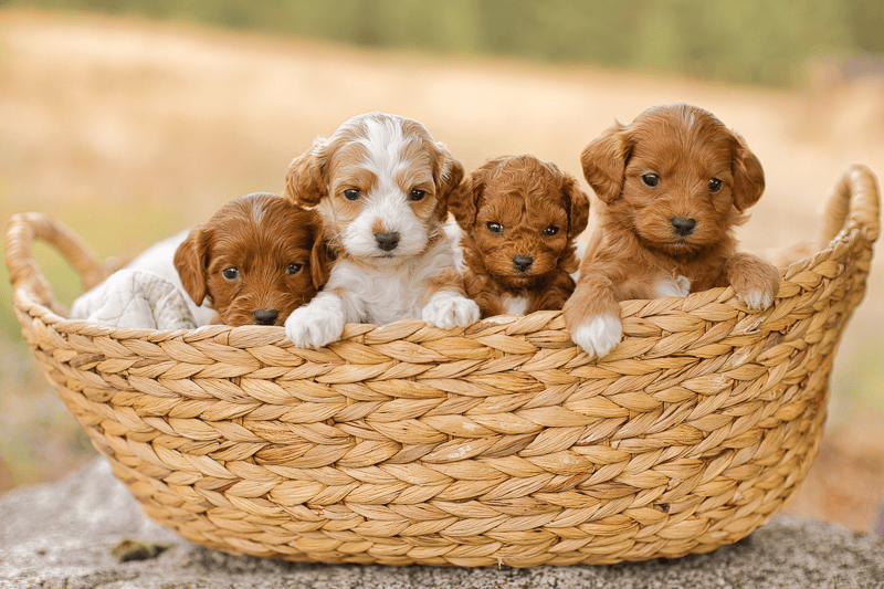 Looking for Cavapoochon or Cavachon puppies for sale? Meet the Habibi, an artisan breed developed over 40 years for autism, ADHD and emotional support families. Home at 12 weeks, fully vaccinated. Looking for Cavapoochon or Cavachon puppies for sale? Meet the Habibi, an artisan breed developed over 40 years for autism, ADHD and emotional support families. Home at 12 weeks, fully vaccinated.