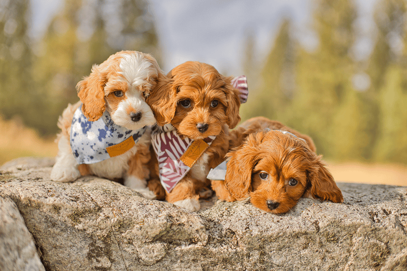 Habibi Bears the first breed created for neurodivergent kids adorable Habibi puppies for neurodivergent kids, adhd, autism, ptsd
